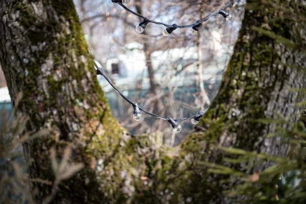 Lichterkranz an einem Baum aus der Ferne — Stockfoto