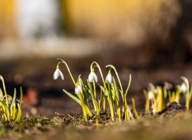 Bahar makro 2018 yılında vahşi beyaz kardelen yakın çekim