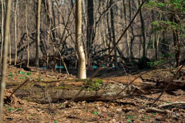Yeşil bir bahar ormana 2018 bir ağacın üzerinde yosun