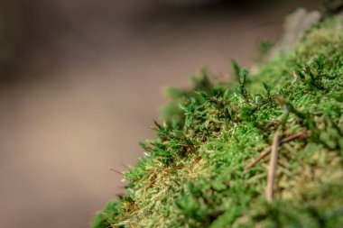 Buzlu fabrikayı kapatmak 2018 kadar