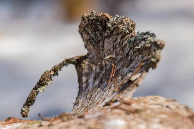 Bir ağaç 2018 kuru huş ağacı kabuğu yakın çekim
