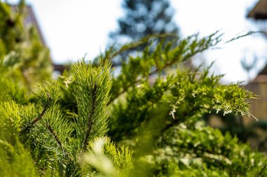 Parkta 2018 köknar yakın Şubesi