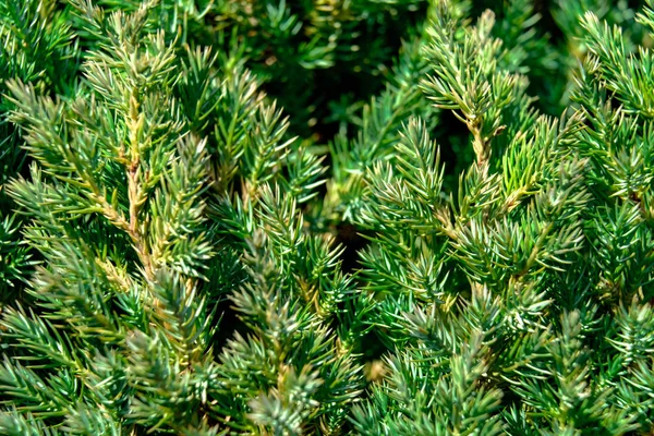 Branch of a fir close-up in the park 2018