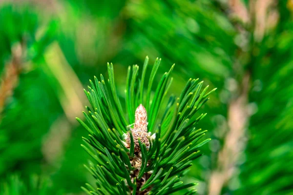 Branche Gros Plan Sapin Dans Parc 2018 — Photo