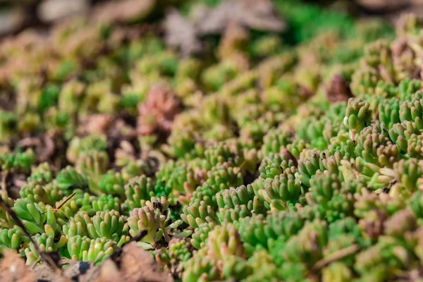 Planta Nas Rochas Fechar 2018 — Fotografia de Stock