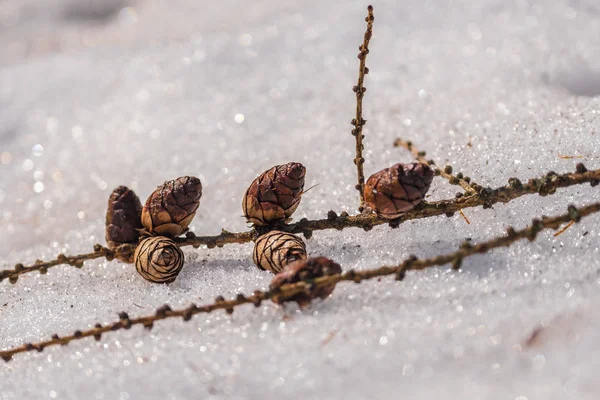 Cones on the snow close-up in the park 2018