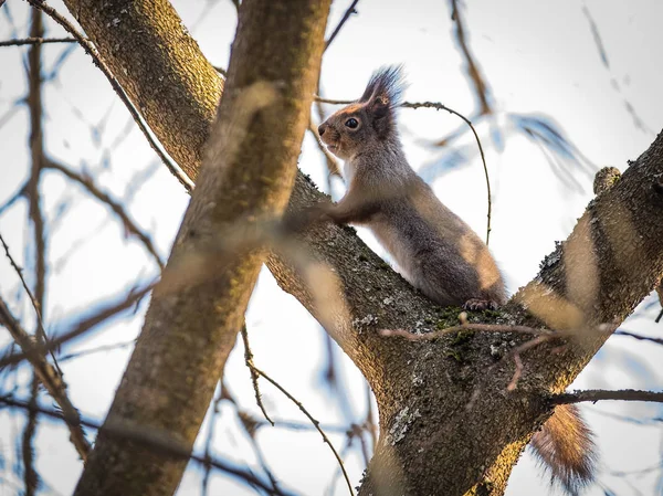 Wiewiórka na drzewie w lesie wiosna — Zdjęcie stockowe