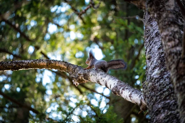 Wiewiórka na drzewie w lesie wiosna — Zdjęcie stockowe