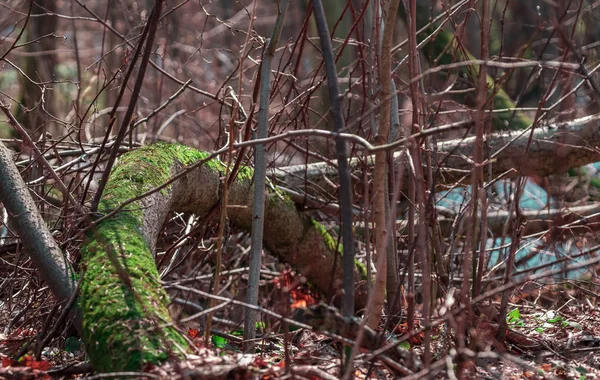 Mousse Verte Sur Arbre Dans Une Forêt Printanière 2018 — Photo