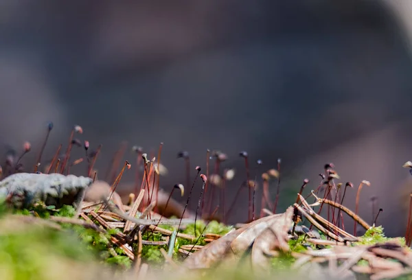 Planta Nas Rochas Fechar 2018 — Fotografia de Stock