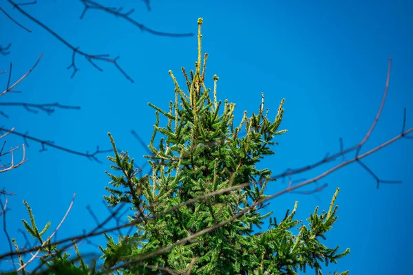 Branch of a fir close-up in the park 2018