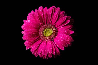 Gerbera çiçeği, siyah arkaplanda su damlalarında izole edilmiş.