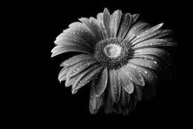 Gerbera çiçeği, siyah arkaplanda su damlalarında izole edilmiş.