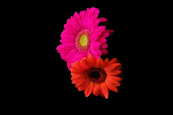 Gerbera çiçeği, siyah arkaplanda su damlalarında izole edilmiş.