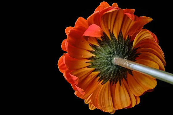 Gerbera flower isolated on black background in drops of water — Stock Photo, Image