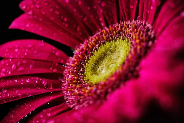 Gerbera flower isolated on black background in drops of water — 스톡 사진