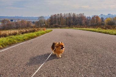 Alman Spitz sonbaharda Moskova 'da bir parkta yürüyüş yapıyor.