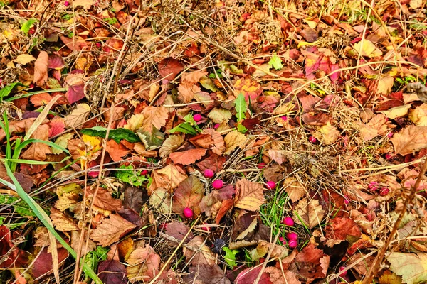 Red berries on multi-colored fallen foliage — ストック写真