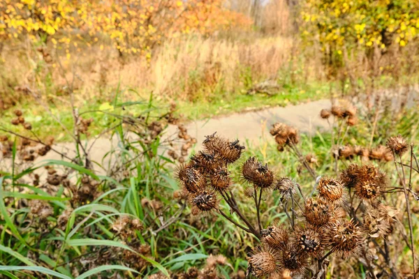 Dry burdock in the autumn forest in the afternoon 스톡 사진