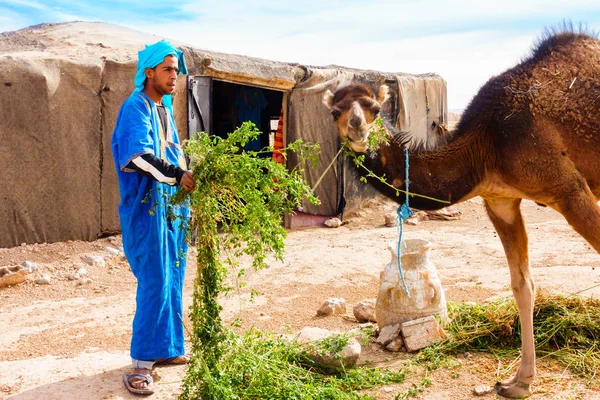 Homme berbère nourrissant chameau dans le désert — Photo