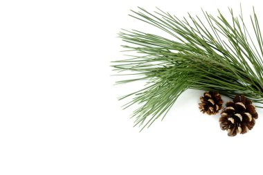 Çam ağacı ve doğal çam kozalakları dal