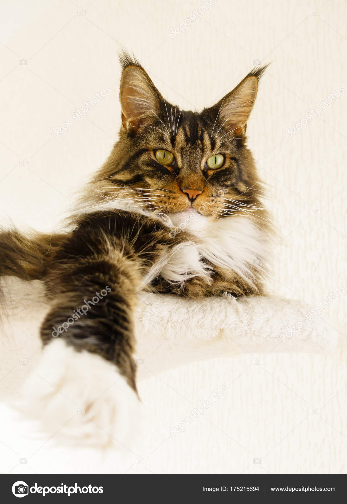 Maine Coon Katze Kater Verlegung Mit Bein Gestreckt Nach