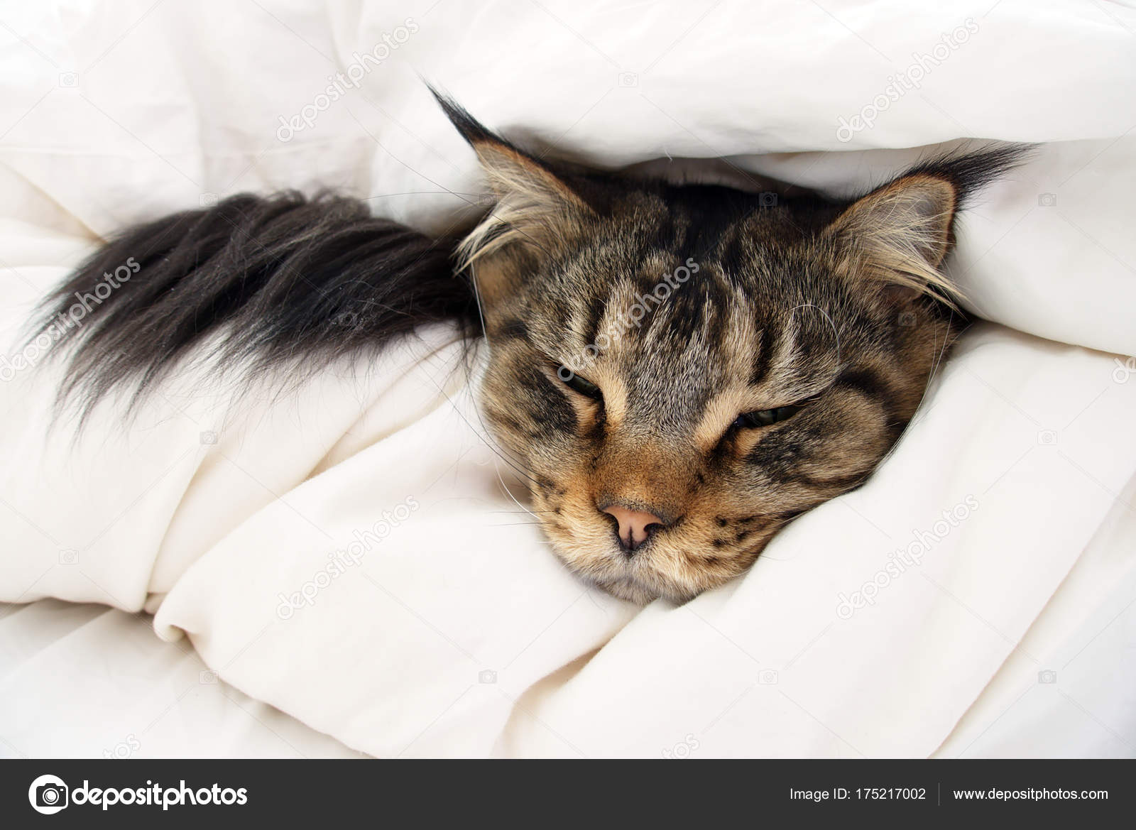 Brown Tabby Maine Coon Cat gjemmer seg i Duvet – stockfoto ©  TinasDreamworld #175217002, image size:1600x1169