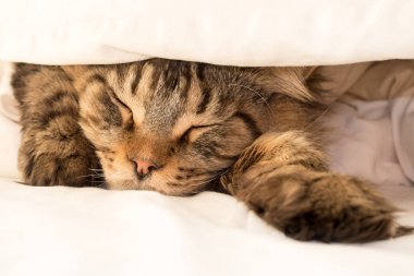 Siyah tekir Maine Coon kedi yorgan altında uyku