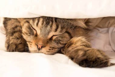 Black Tabby Maine Coon Cat sleeping under Duvet clipart