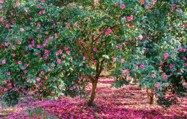 Pembe çiçek çiçek açan kamelya ağaçlarıyla