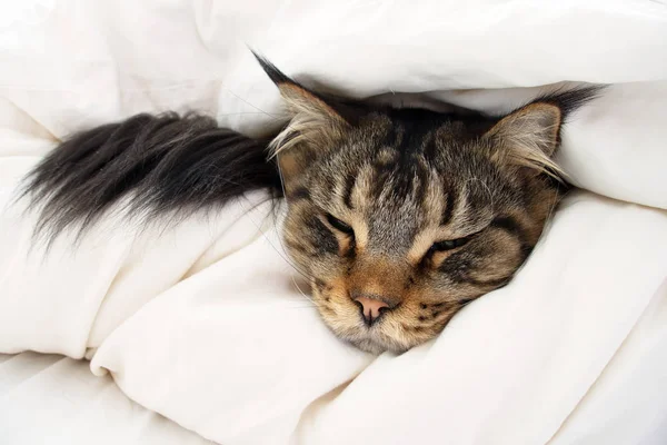 Kahverengi Tabby Maine Coon kedi yorgan içinde gizleme