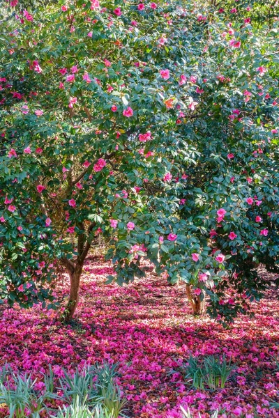 Camélia Árvores Rodeado por um tapete de flores cor de rosa — Fotografia de Stock