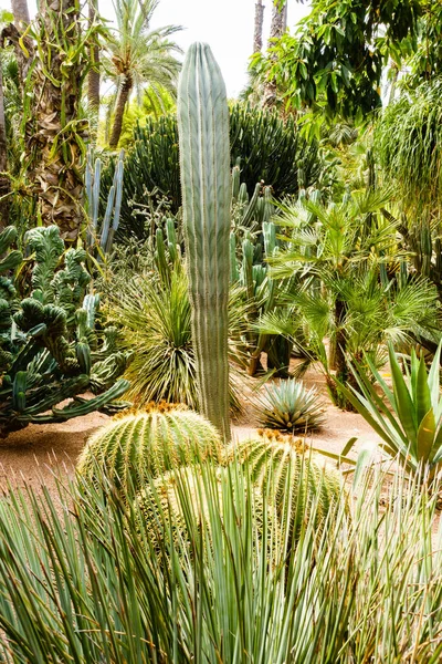 Variedad de cactus y palmeras — Foto de Stock