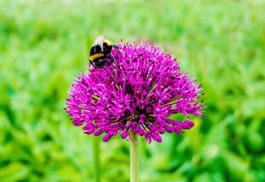 Mor çiçekte yaban arısı
