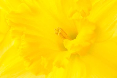 Makro çekim nergis baş  