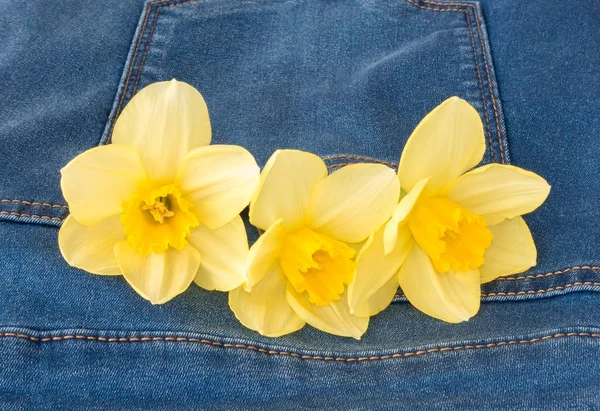 Flores amarelas de narciso em um bolso de jeans — Fotografia de Stock