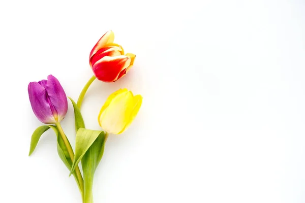 Três tulipas coloridas no fundo branco — Fotografia de Stock