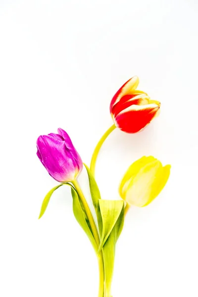Amarelo, roxo e tulipas vermelhas em fundo branco — Fotografia de Stock
