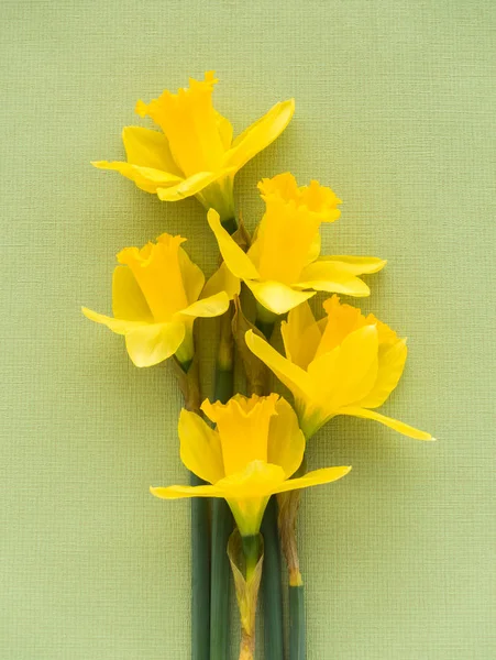 Closeup de Daffodils sobre fundo texturizado verde — Fotografia de Stock
