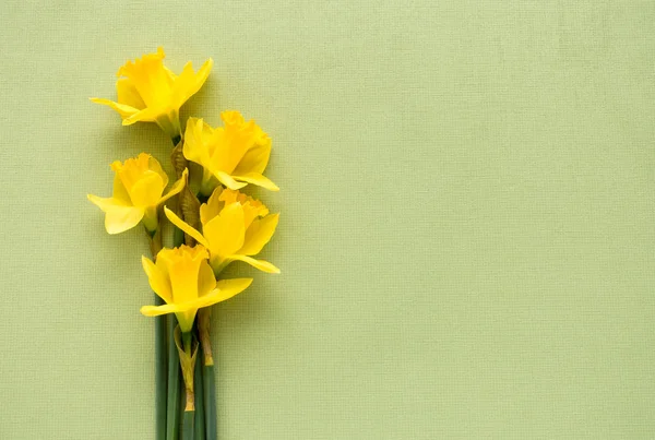 Arranjo de Cinco Daffodils Deitado em Fundo Verde — Fotografia de Stock
