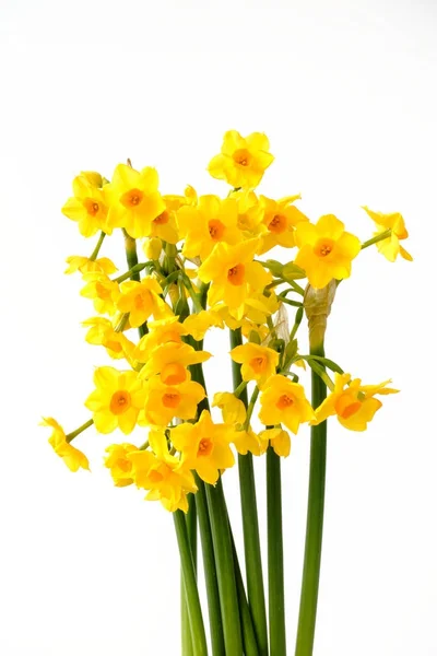 Buquê de Narcissus Soleil Dor em fundo branco — Fotografia de Stock