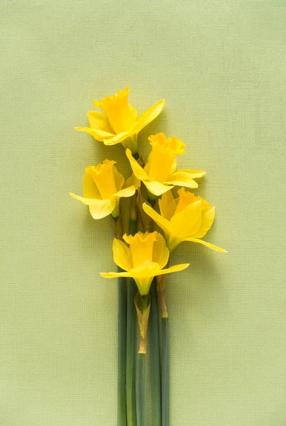 Amarelo Daffodils em um fundo texturizado verde — Fotografia de Stock