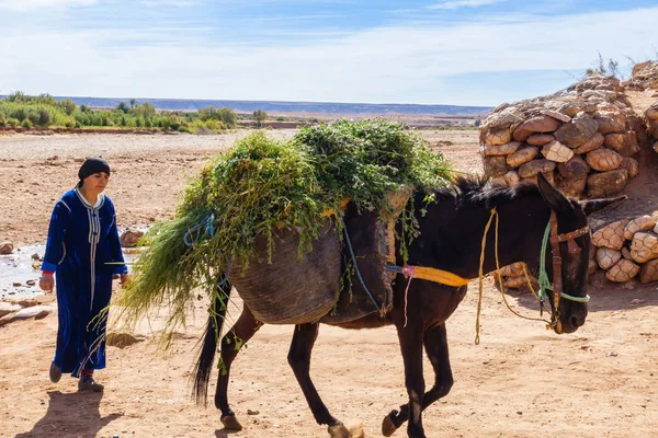 Berber kvinna gå bakom laddade Mule — Stockfoto