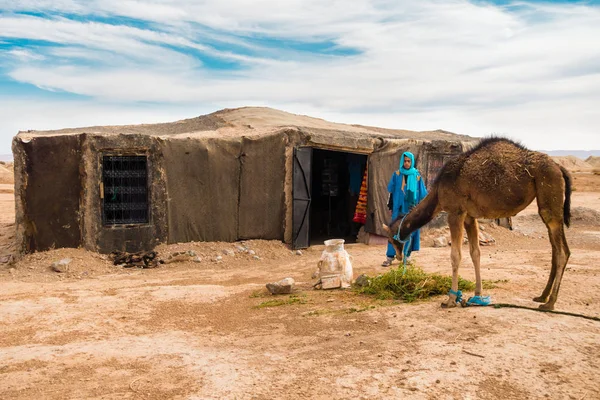 Berber Man Titta på sin kamel äter — Stockfoto