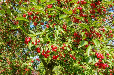 Kırmızı yengeç güneş tarafından aydınlatılmış elma ağaçlarıyla Crabapple