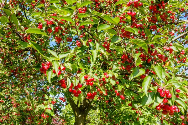 Kırmızı yengeç güneş tarafından aydınlatılmış elma ağaçlarıyla Crabapple