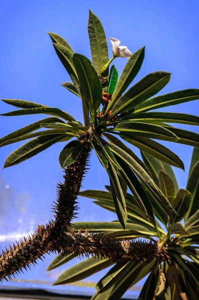 narrow, long, green leaves of a palm tree plant against a blue s