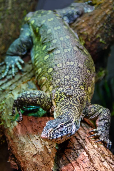 Wild animal, reptile, gray green iguana crawls along the tree