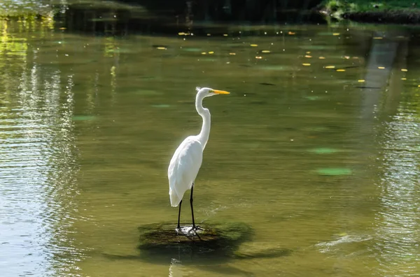 Wild bird, white heron hunting for fish near the pond