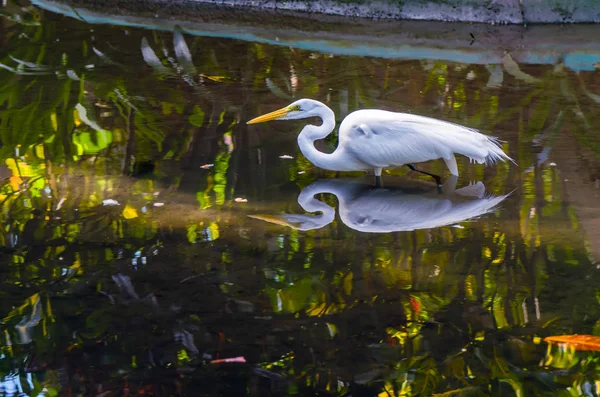 Wild bird, white heron hunting for fish near the pond